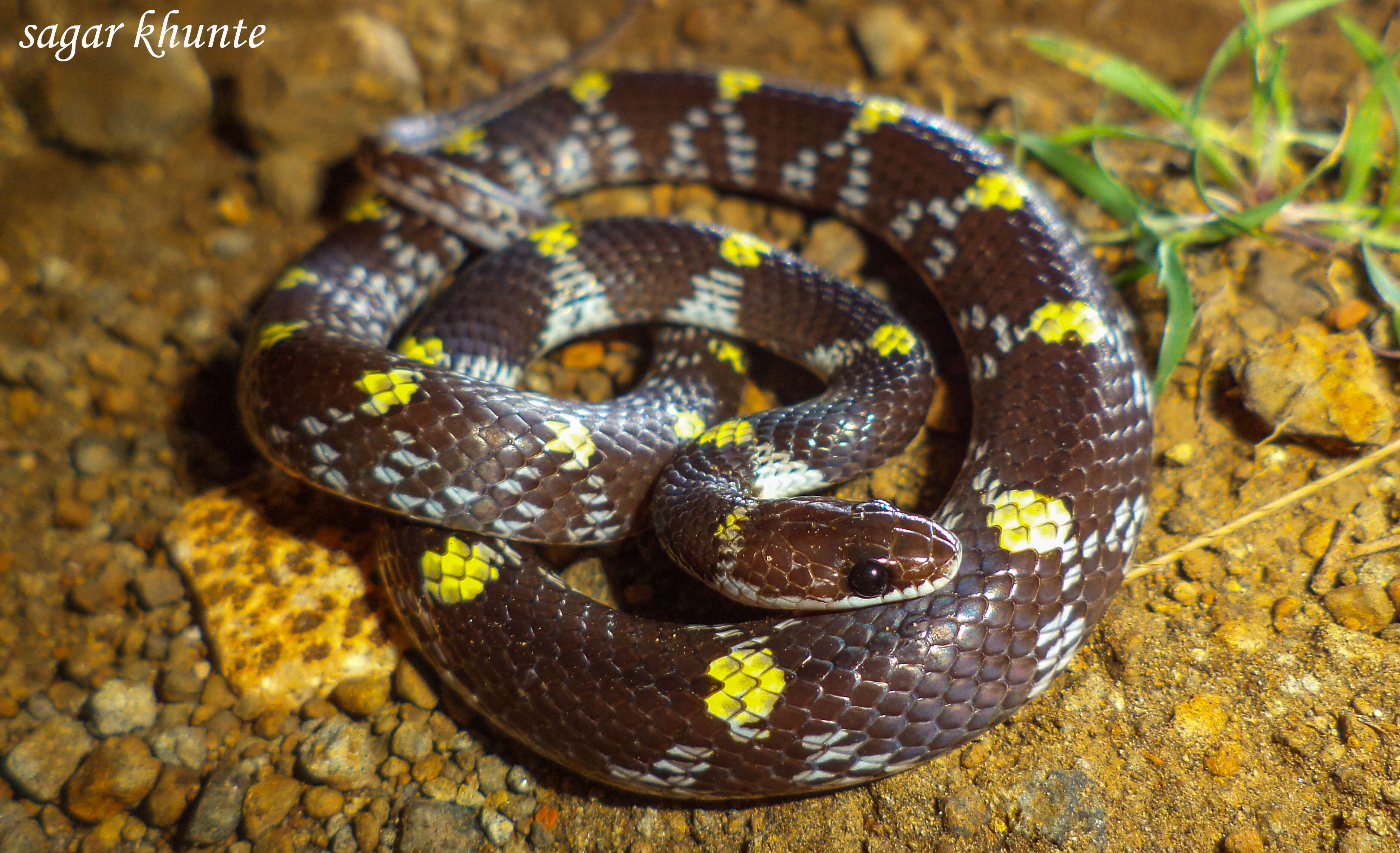 Image of Barred Wolf Snake