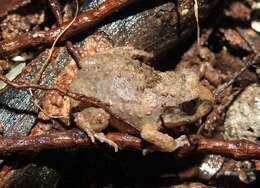 Image of Burrowing frog