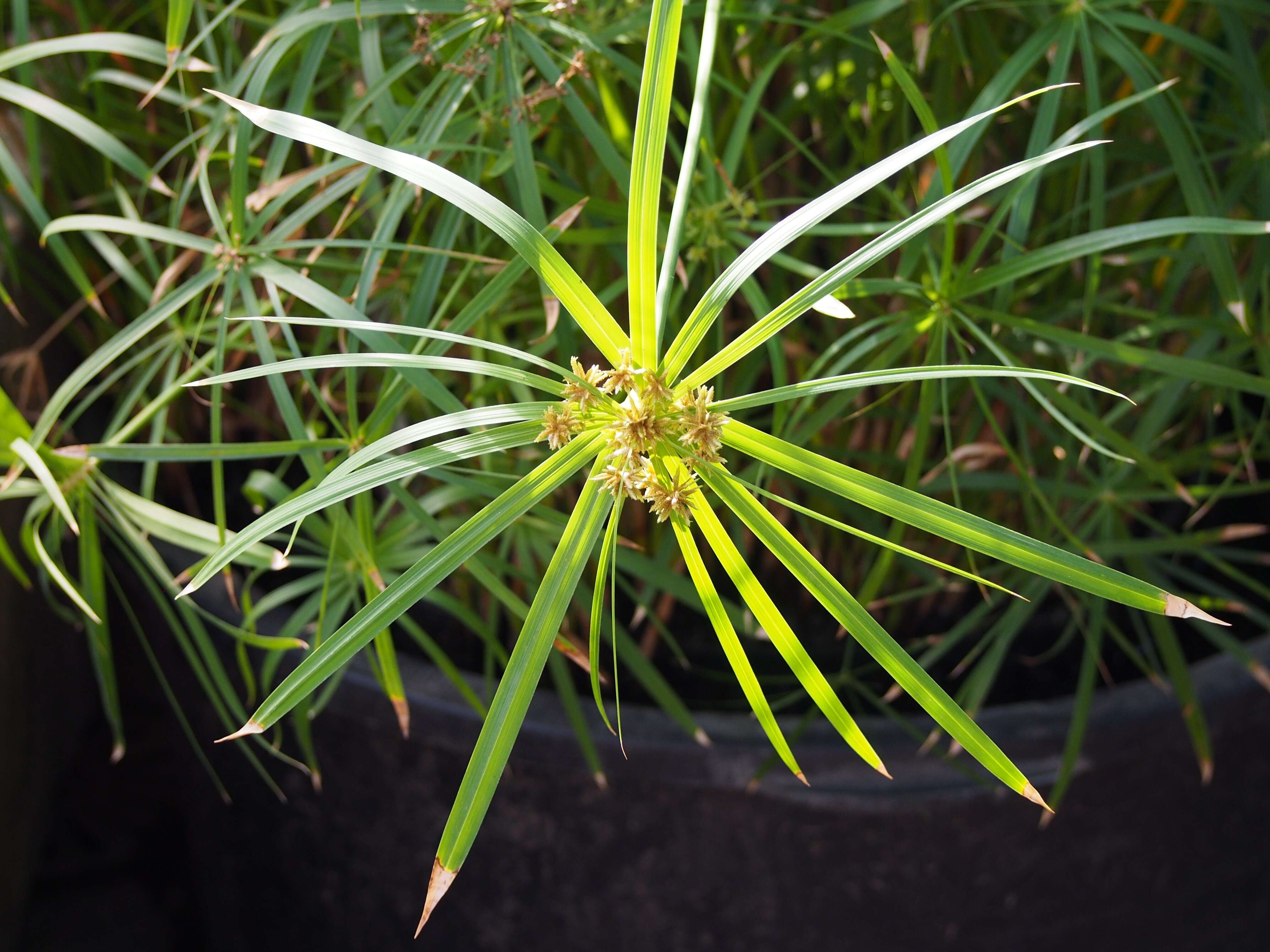 Sivun Cyperus alternifolius L. kuva