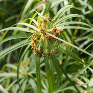 Sivun Cyperus alternifolius L. kuva