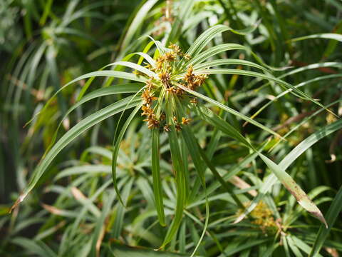 Sivun Cyperus alternifolius L. kuva