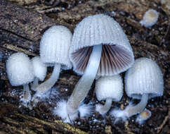 Image of Trooping Inkcaps