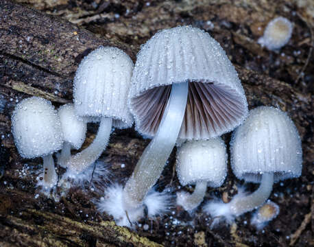 Image of Coprinellus disseminatus (Pers.) J. E. Lange 1938