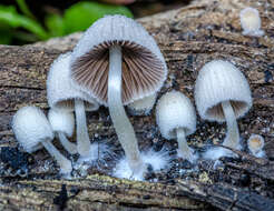 Image of Trooping Inkcaps