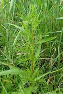 Rumex palustris Sm. resmi