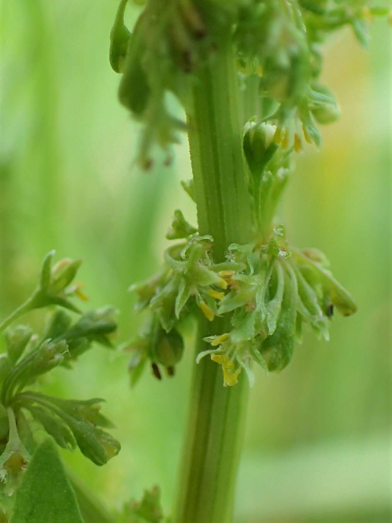 Rumex palustris Sm. resmi