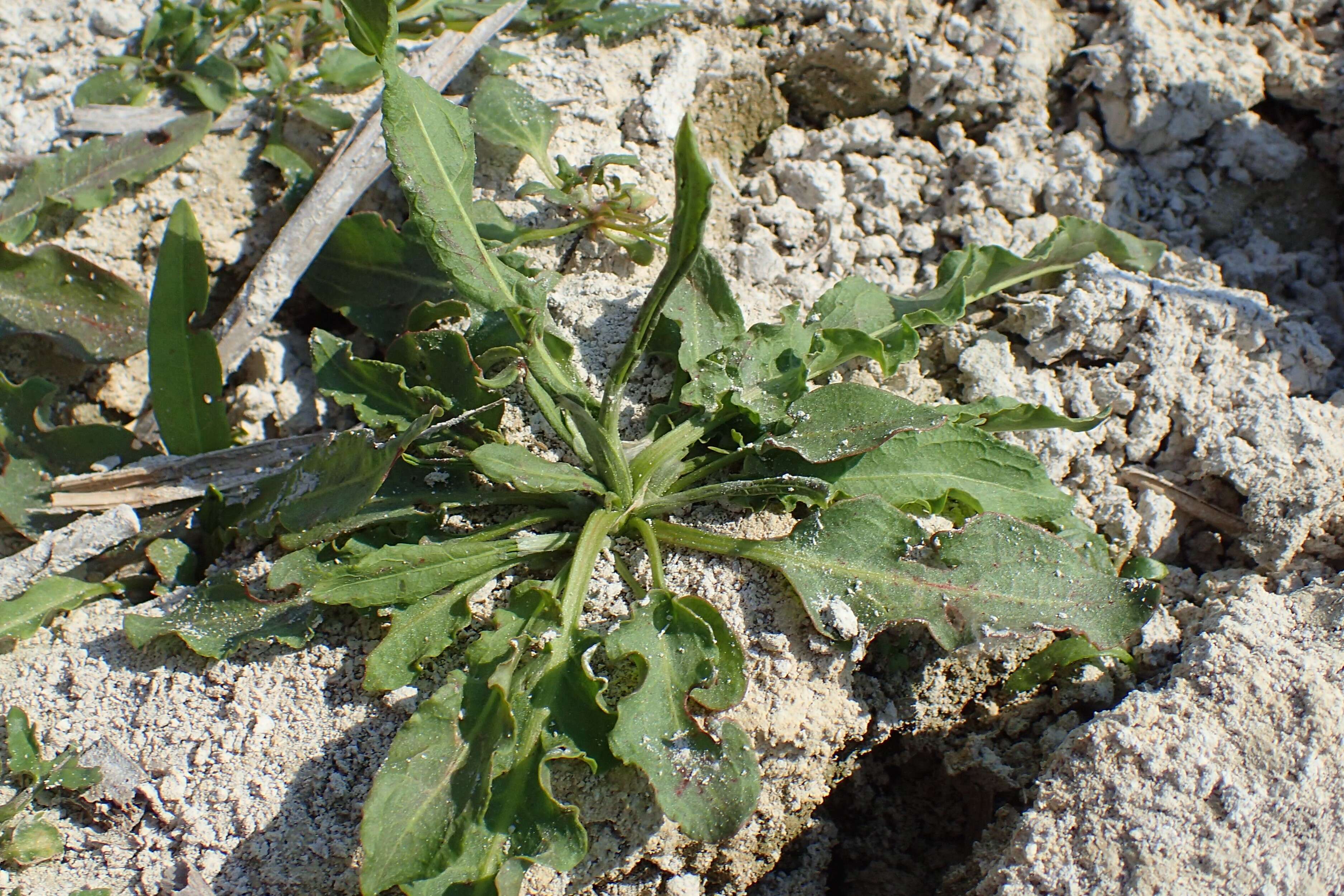 Rumex palustris Sm. resmi