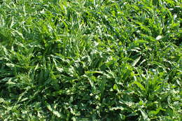 Rumex palustris Sm. resmi