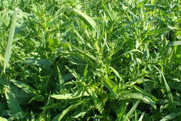 Rumex palustris Sm. resmi