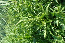 Rumex palustris Sm. resmi