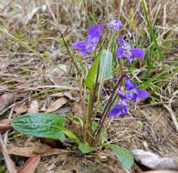 Image of arrowleaf violet