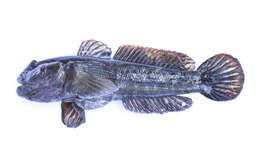 Image of Neogobius