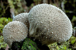 Image de Vesse de loup en poire