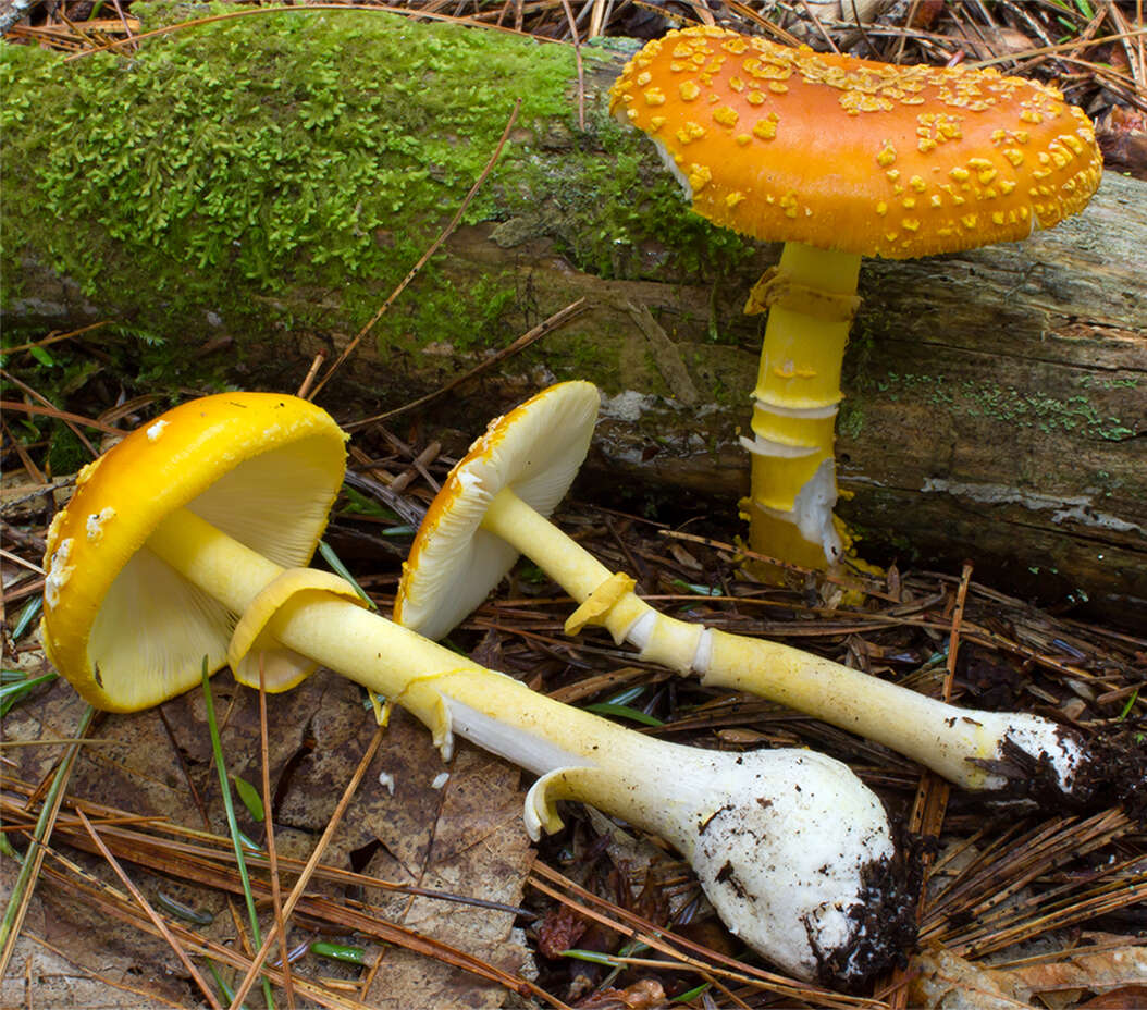 Image of Amanita flavoconia G. F. Atk. 1902