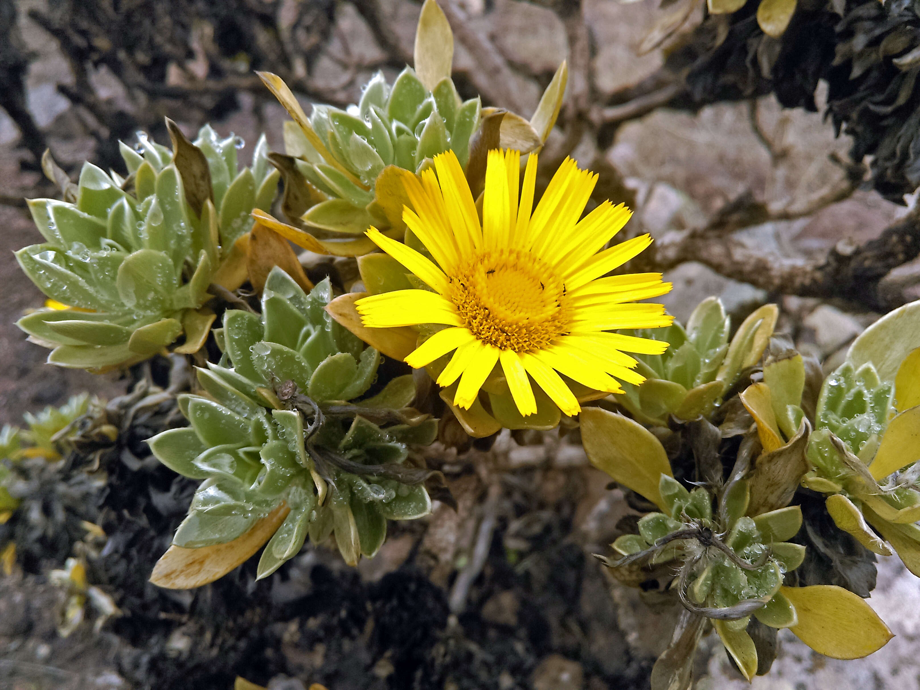 Image of Asteriscus sericeus (L. fil.) DC.