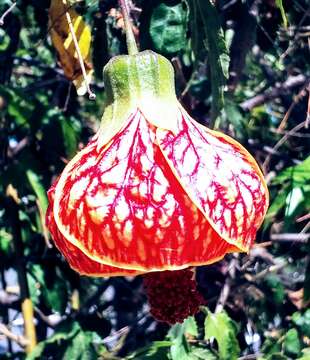 Image of Painted indian mallow