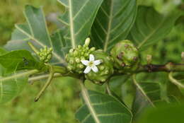 Image of Indian mulberry