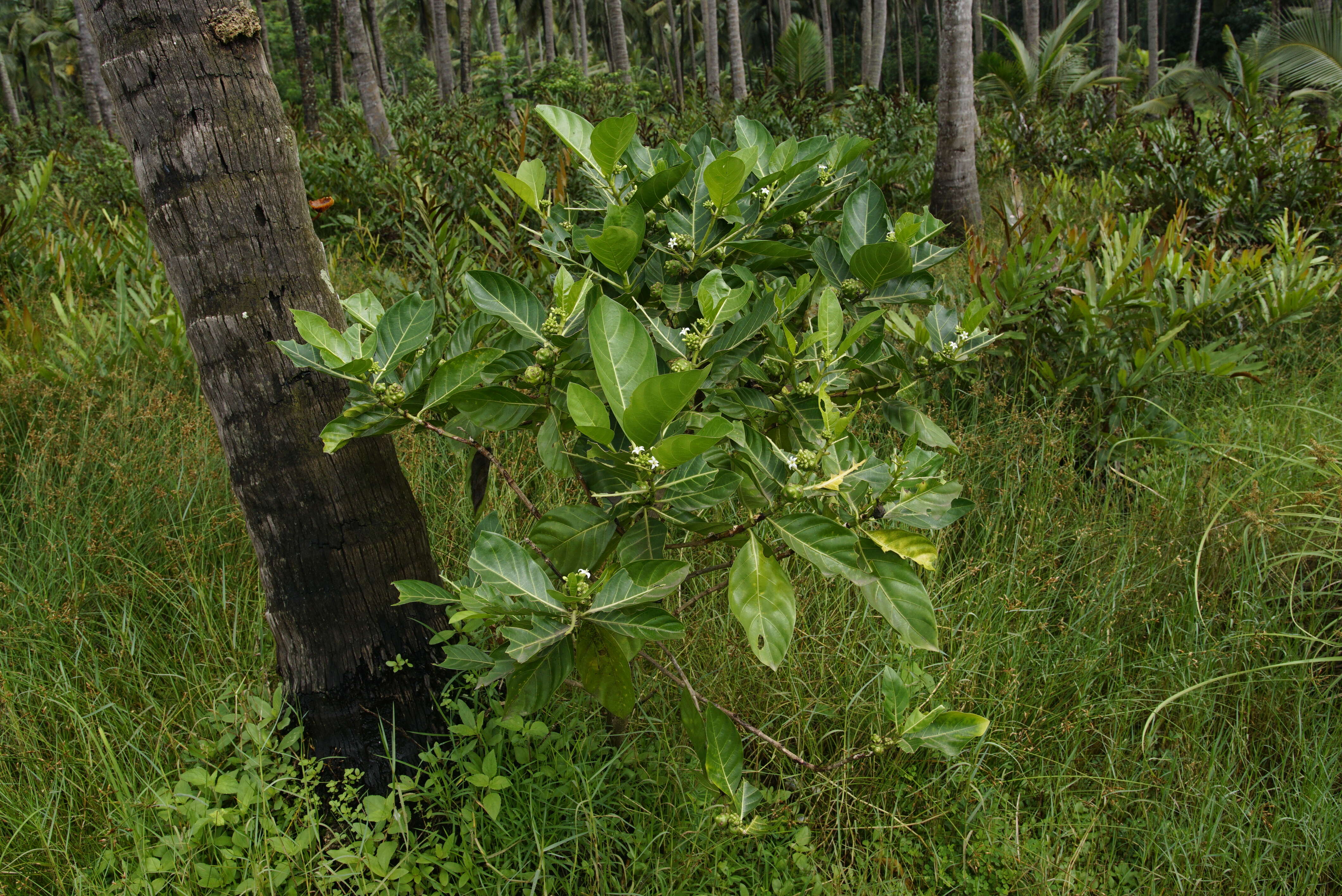 Image of Indian mulberry