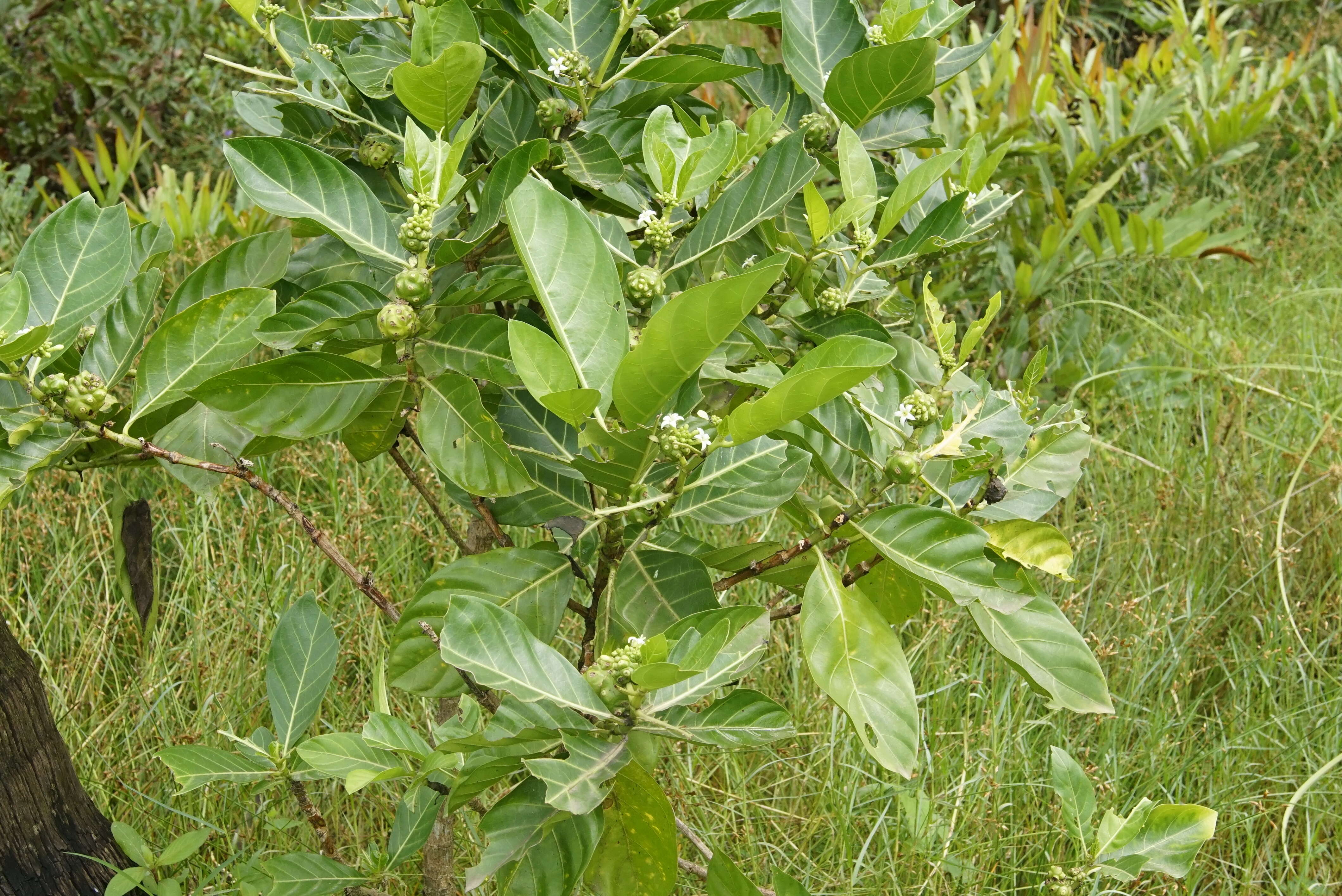 Image of Indian mulberry