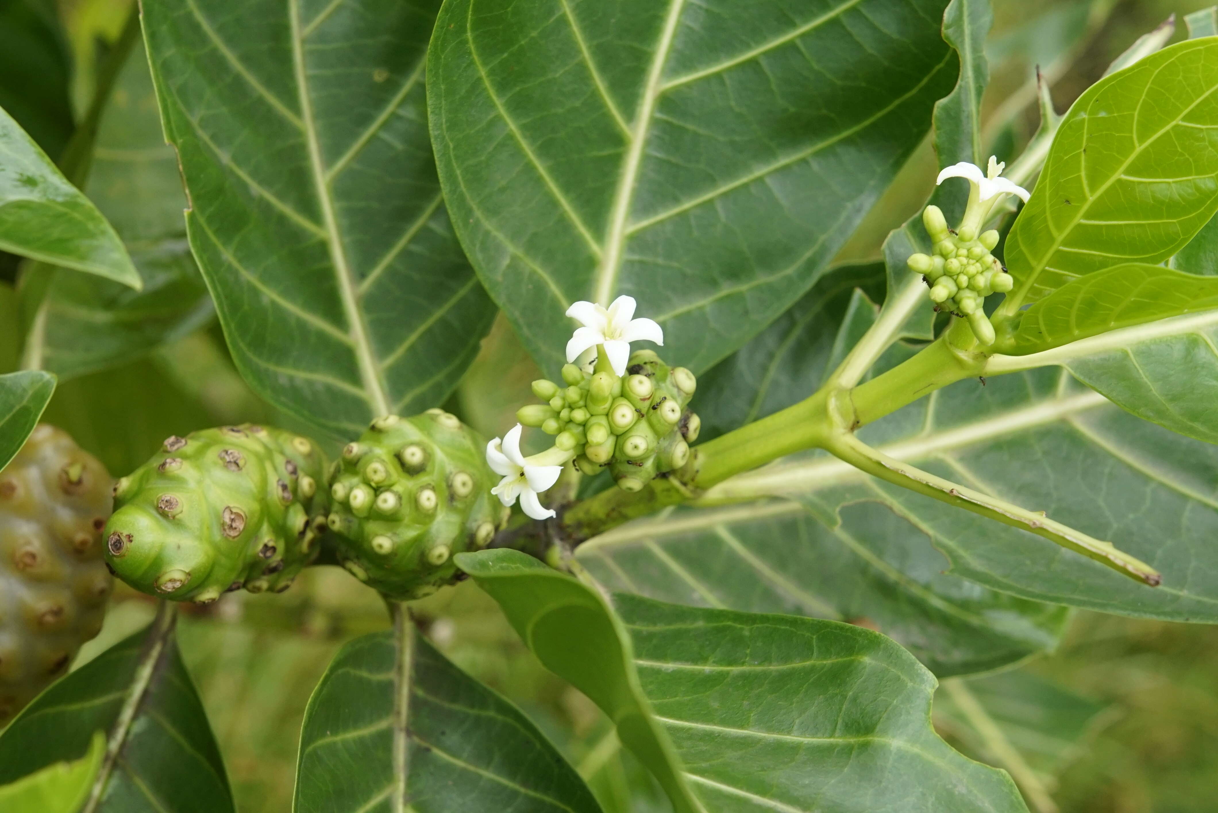 Image of Indian mulberry