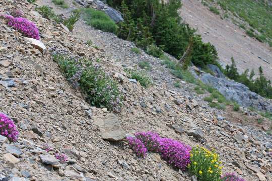 Image of dwarf mountain ragwort