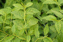 Image of common wireweed