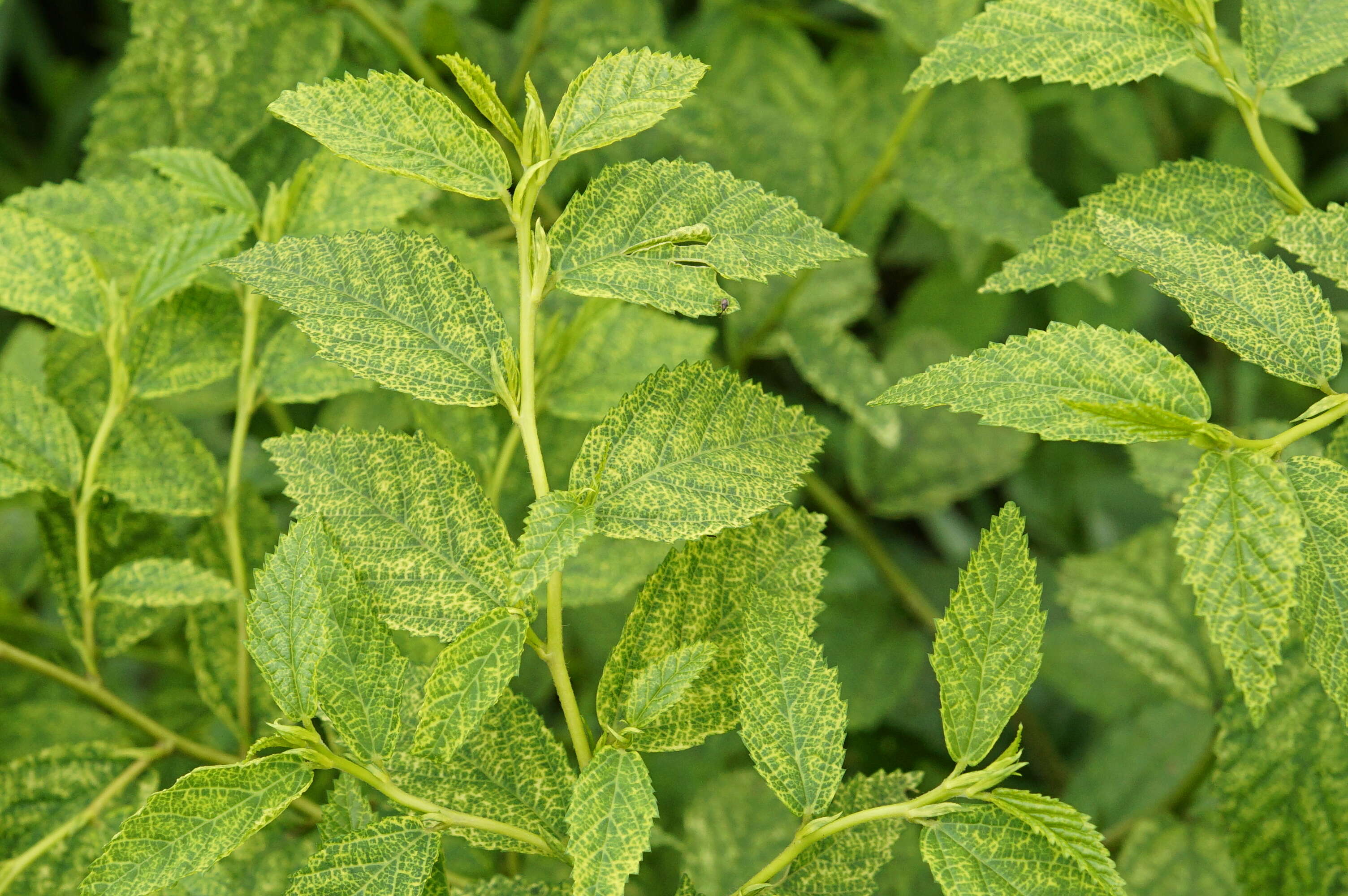 Image of common wireweed