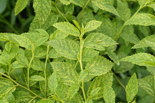 Image of common wireweed