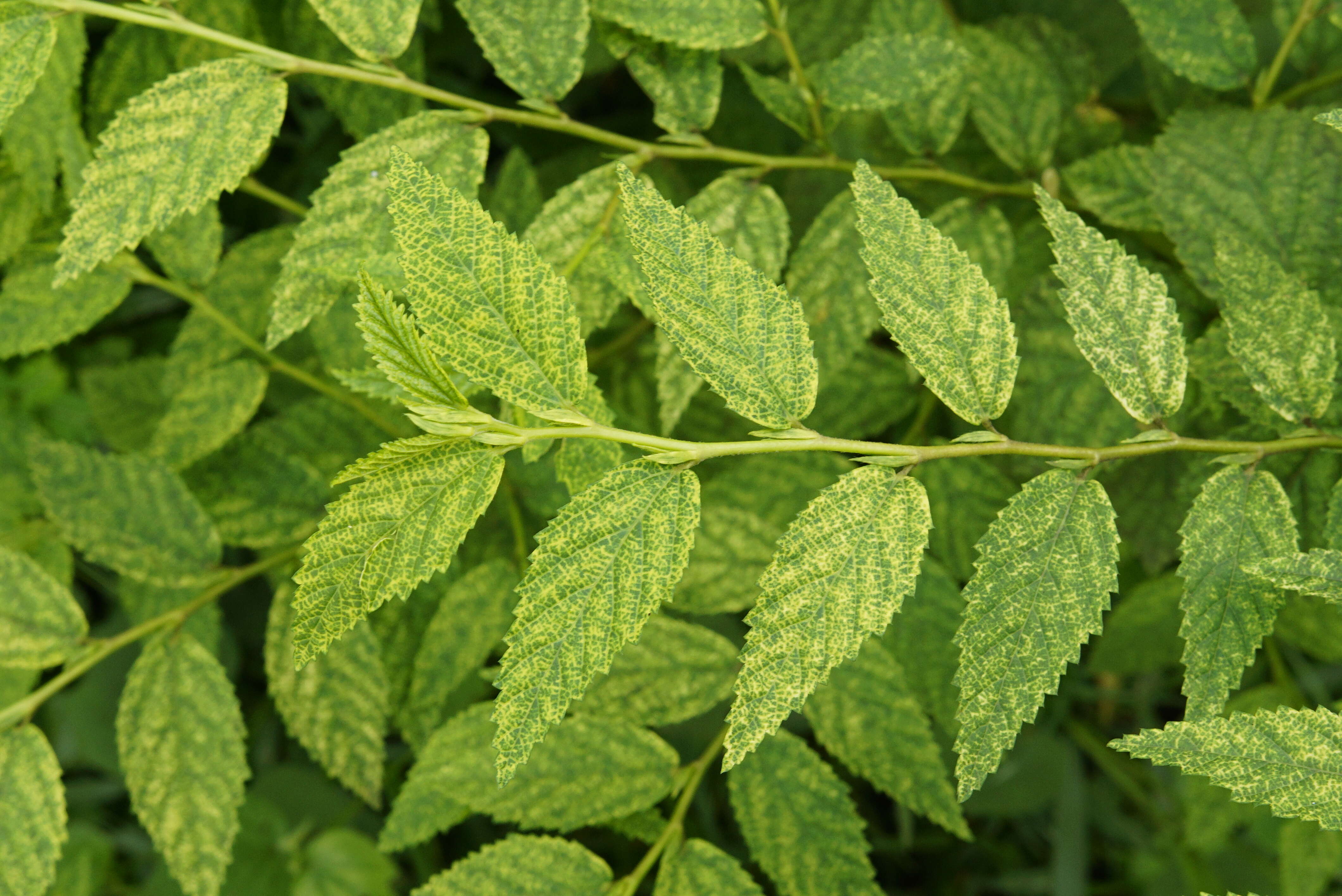 Image of common wireweed