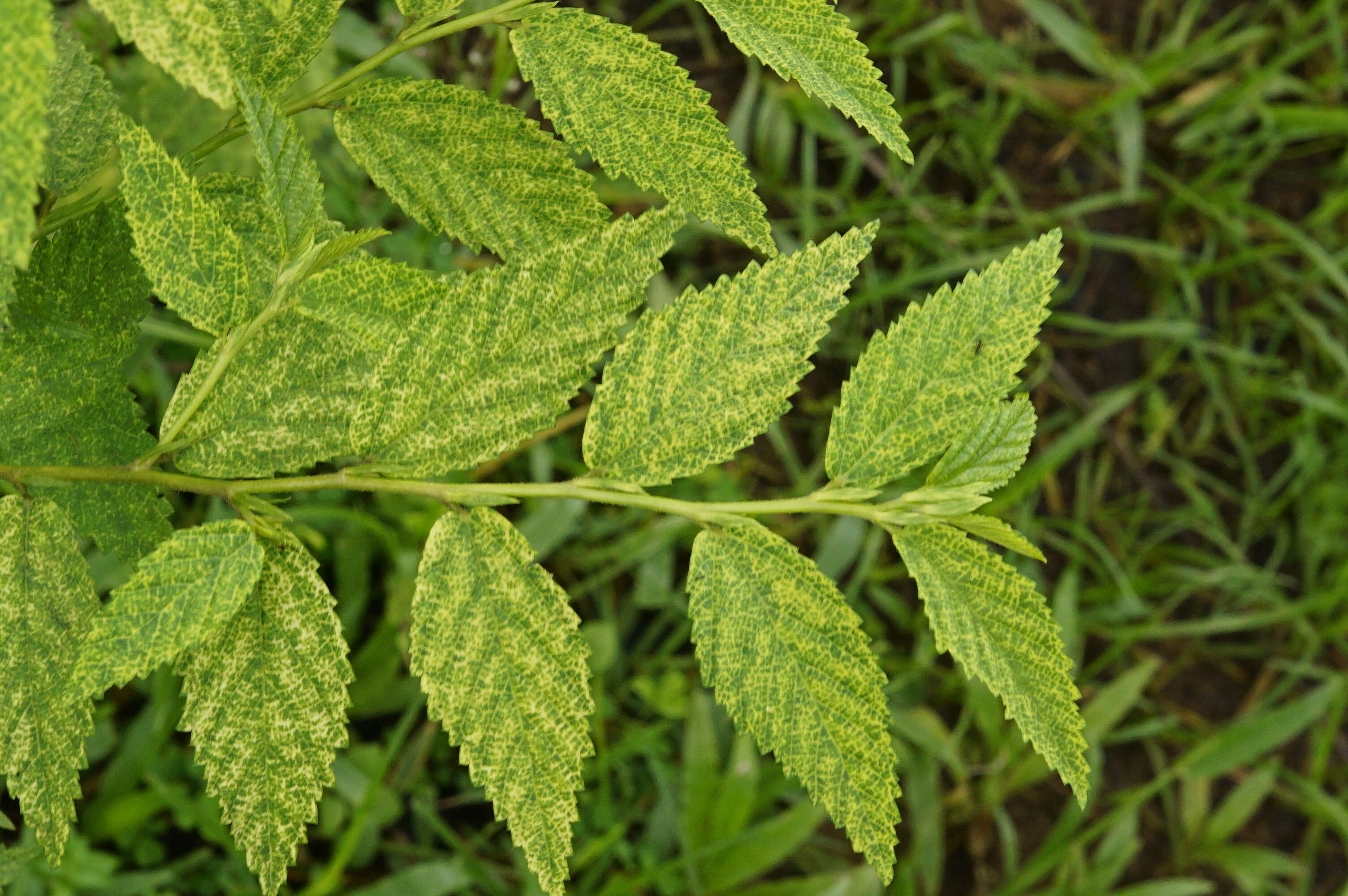 Image of common wireweed