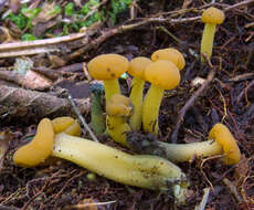 Image of Leotia lubrica (Scop.) Pers. 1797