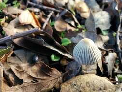 Coprinellus impatiens (Fr.) J. E. Lange 1938 resmi