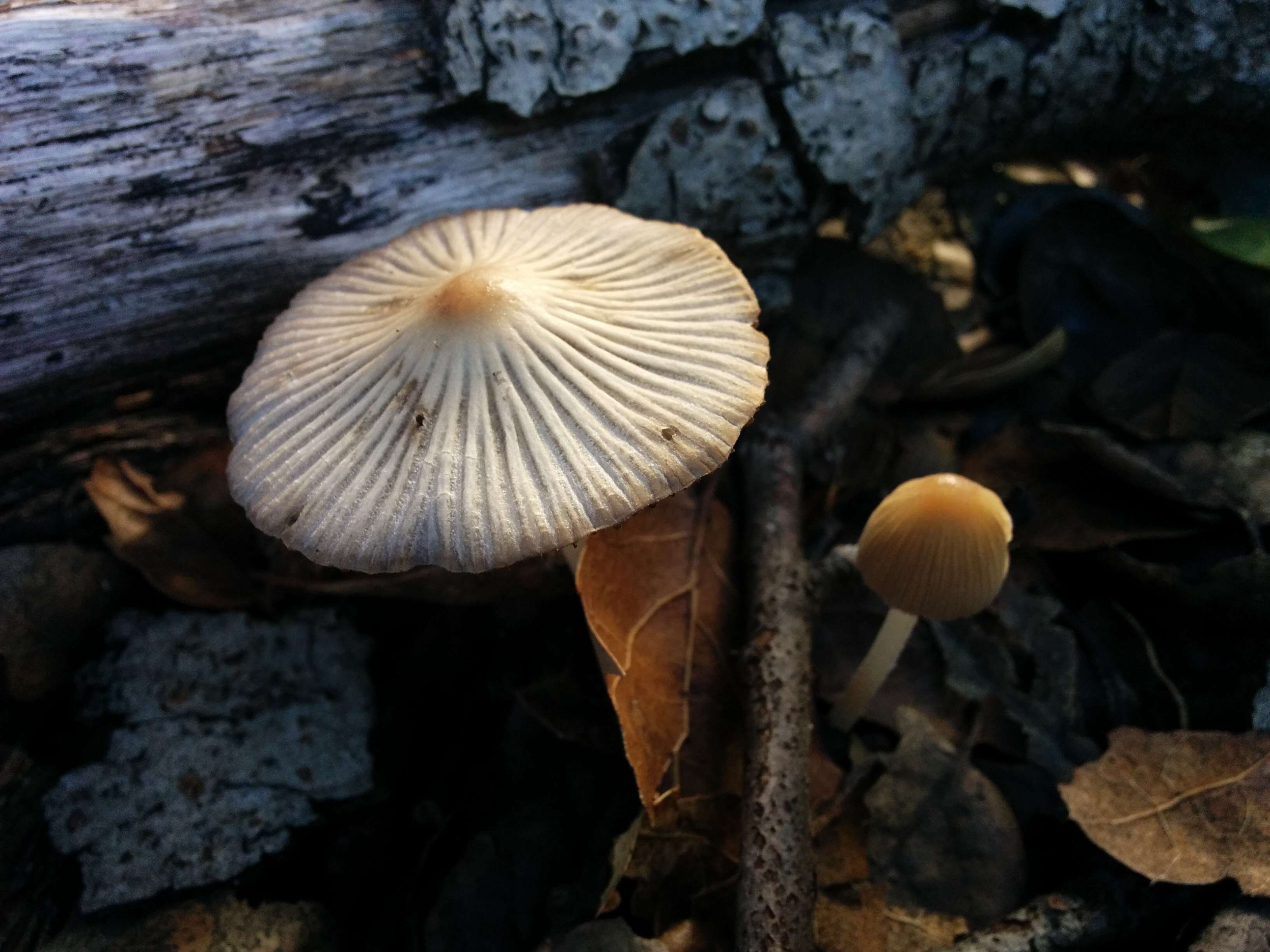 Coprinellus impatiens (Fr.) J. E. Lange 1938 resmi