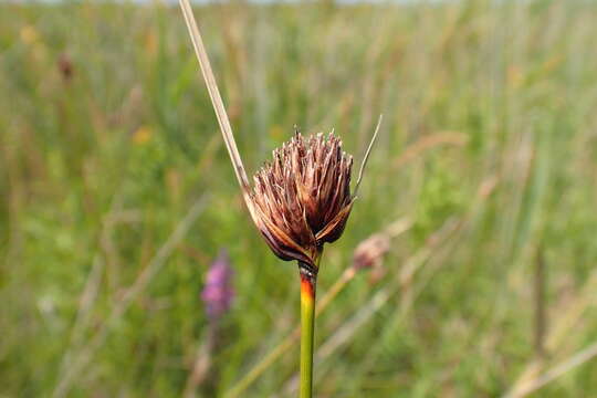 Schoenus nigricans L. resmi