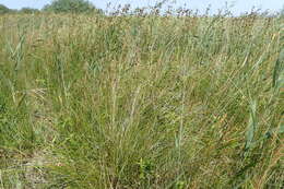 Image of Black Bog-rush