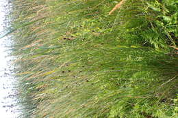 Image of Black Bog-rush