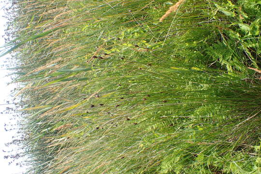 Image of Black Bog-rush