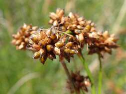 Image of Fen Sedge