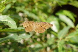 Image of chocolate pansy