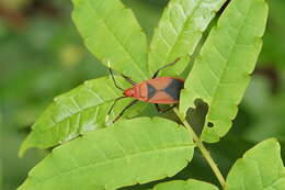 Image of <i>Probergrothius sanguinolens</i>