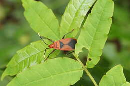 Image of <i>Probergrothius sanguinolens</i>