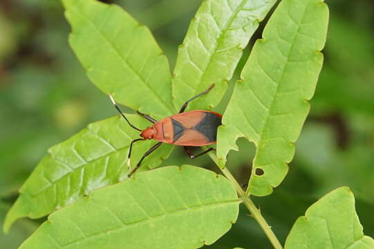 Image de <i>Probergrothius sanguinolens</i>