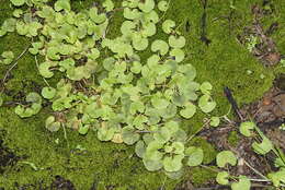 Imagem de Hydrocotyle sibthorpioides Lam.