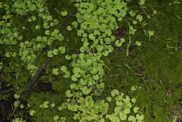 Image of Centella