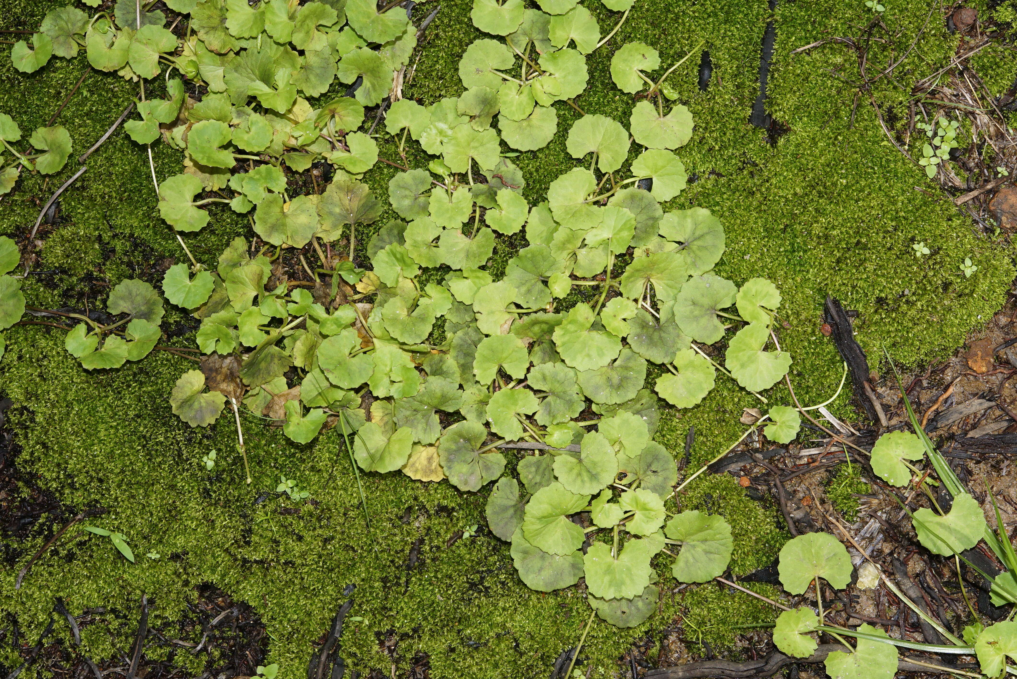 Image of Centella