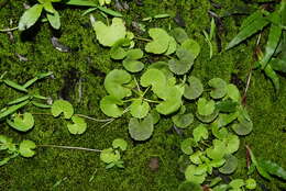 Слика од Centella asiatica (L.) Urb.