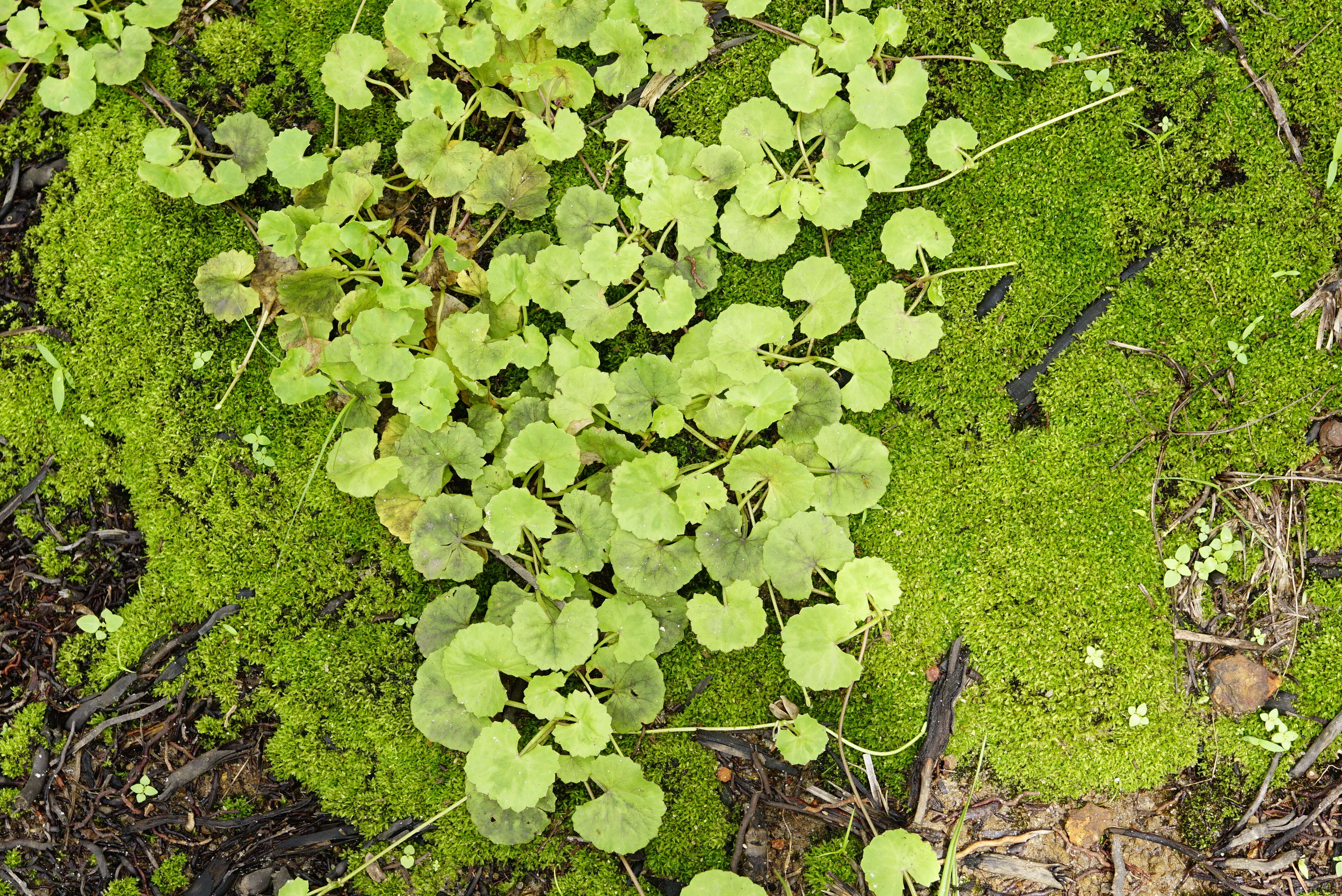 Слика од Centella asiatica (L.) Urb.