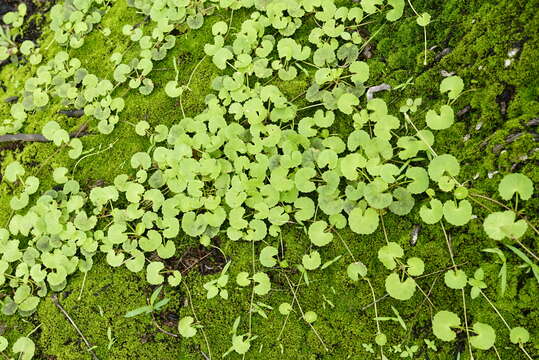 Слика од Centella asiatica (L.) Urb.