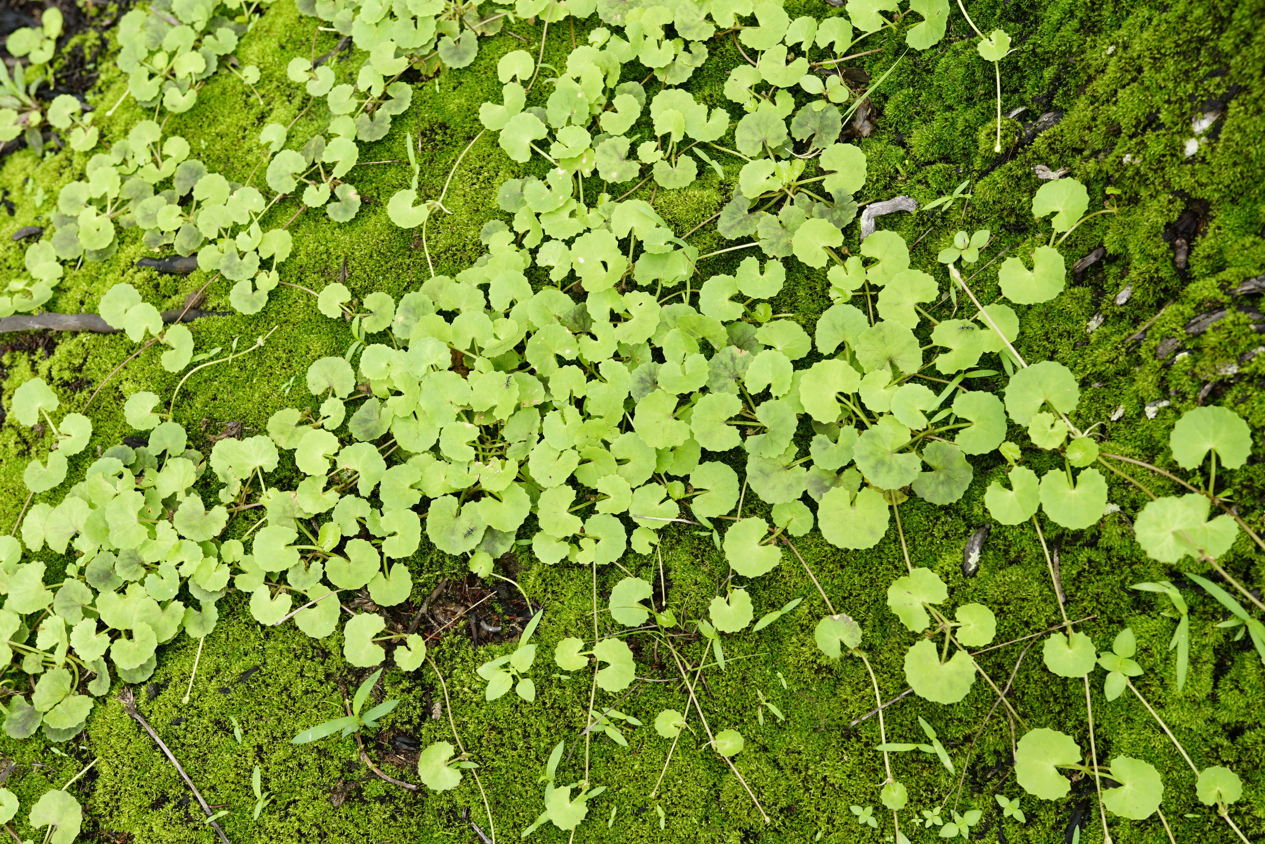 Image of Centella