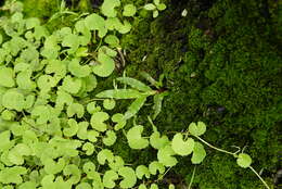 Imagem de Hydrocotyle sibthorpioides Lam.